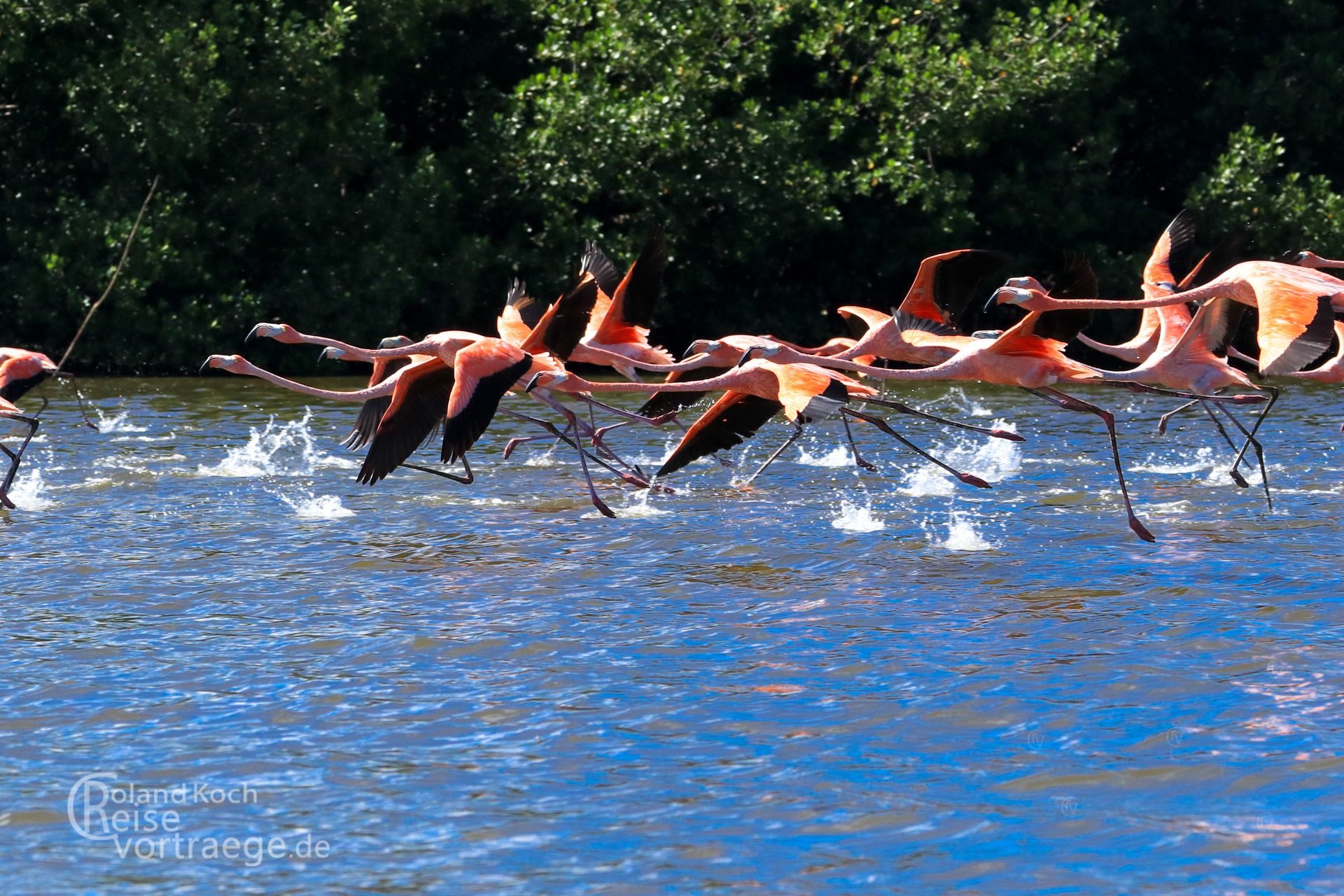 Kuba, Cienfuegos, Flamingos in der Lague Guanaroca